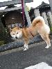 柴犬 はな