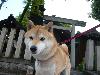 柴犬 はな