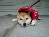 柴犬 はな