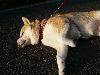 柴犬 はな