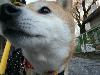 柴犬 はな