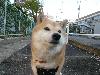 柴犬 はな