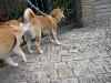 柴犬 はな
