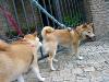柴犬 はな