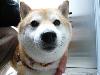 柴犬 はな