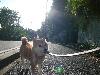 柴犬 はな