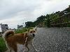 MIX マロン