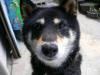 柴犬 コマ
