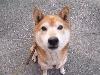柴犬 コロ