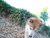 柴犬 コロ