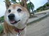 柴犬 コロ