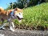 柴犬 デューク