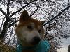 柴犬 デューク