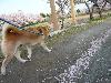 柴犬 デューク