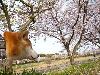 柴犬 デューク