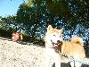 柴犬 デューク