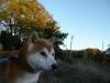 柴犬 デューク