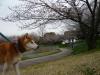 柴犬 デューク
