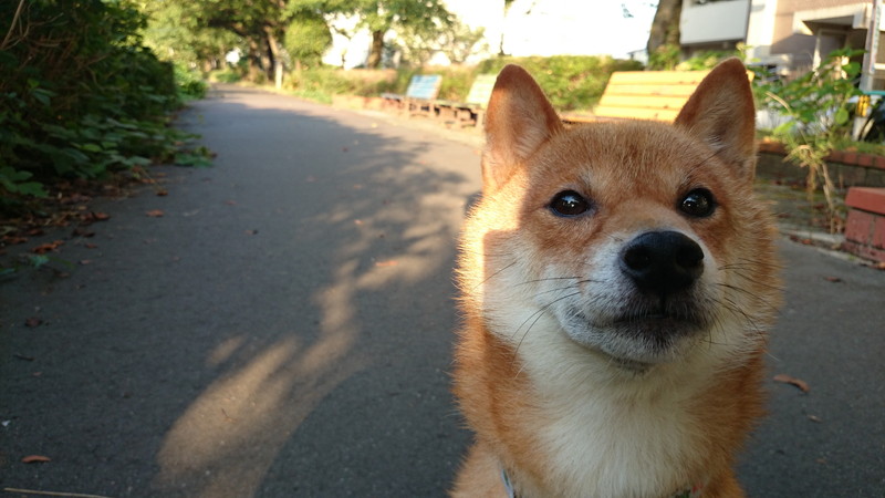 柴犬 ごまめ