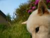 柴犬 チーズ