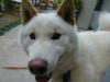 柴犬 チーズ
