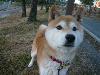 柴犬 リリー