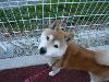 柴犬 リリー