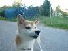 柴犬 リリー