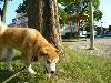 柴犬 マックス