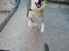 柴犬 マックス