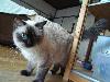 猫 ラグドール しじみ