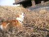 柴犬 マルモ