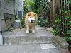 MIX ぴっち MIX ぴっち