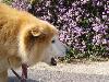 MIX ぴっち MIX ぴっち