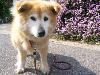 MIX ぴっち MIX ぴっち