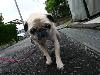 パグ  プリン