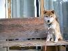 柴犬 ナナコ