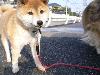 柴犬 ナナコ