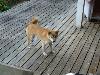 柴犬 ナナコ