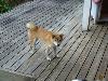 柴犬 ナナコ