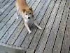 柴犬 ナナコ