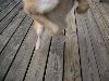 柴犬 ナナコ