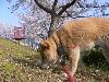 柴犬 ナナコ