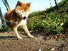 柴犬 ナナコ