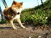 柴犬 ナナコ
