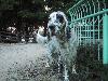 イングリッシュ・セッター シェレン