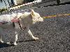 MIX シロ MIX シロ