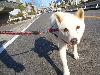 MIX シロ MIX シロ