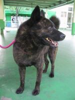 甲斐犬