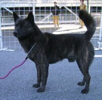 甲斐犬
